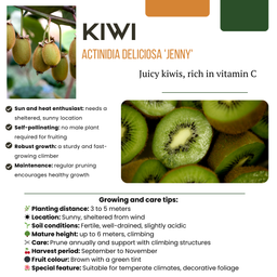 Premium basics "Zomervruchten" BIO Fruitplanten mix set van 4 verschillende soorten (48359)
