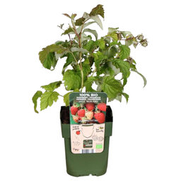 Premium basics "Zomervruchten" BIO Fruitplanten mix set van 4 verschillende soorten (48359)