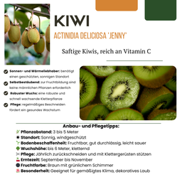 Premium basics "Zomervruchten" BIO Fruitplanten mix set van 4 verschillende soorten (48359)