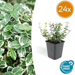 Garden basics 24x Euonymus fort. 'Emerald Gaiety' - ↕10-25cm - Ø9cm (50302)