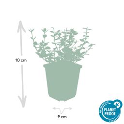 Garden basics 24x Euonymus fort. 'Emerald Gaiety' - ↕10-25cm - Ø9cm (50302)