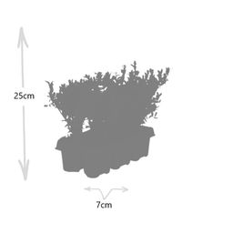 Premium basics 2 x 6 pack Ilex crenata 'Jenny' - Ø7 cm (48272)