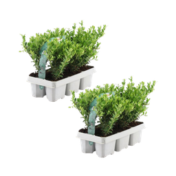 Premium basics 2 x 6 pack Ilex crenata 'Jenny' - Ø7 cm (48272)