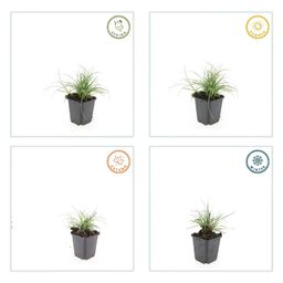 Garden basics 48x Luzula nivea - ↕10-25cm - Ø9cm (50483)