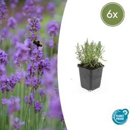 Garden basics 6x Lavandula ang. 'Munstead' - ↕10-25cm - Ø9cm (47876)