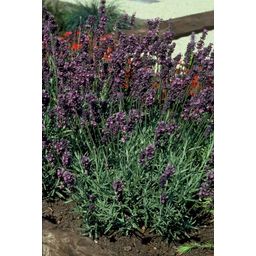 Garden basics 6x Lavandula ang. 'Munstead' - ↕10-25cm - Ø9cm (47876)