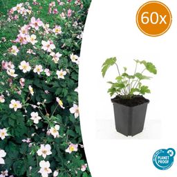 Garden basics 60x Anemone tom. 'Robustissima' - ↕10-25cm - Ø9cm (47591)