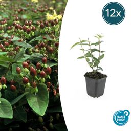Garden basics 12x Hypericum inodorum 'Rheingold' - ↕10-25cm - Ø9cm (47847)