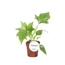 Philodendron Warszewiczii (46546)
