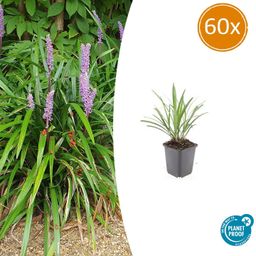 Garden basics 60x Liriope muscari 'Ingwersen' - ↕10-25cm - Ø9cm (47900)