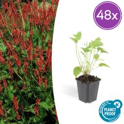 Garden basics 48x Persicaria amplexicaulis - ↕10-25cm - Ø9cm (50511)