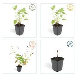 Garden basics 48x Persicaria amplexicaulis - ↕10-25cm - Ø9cm (50511)