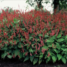Garden basics 48x Persicaria amplexicaulis - ↕10-25cm - Ø9cm (50511)