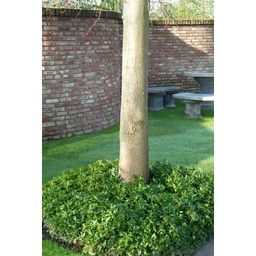 Garden basics 6x Pachysandra terminalis - ↕10-25cm - Ø9cm (46964)