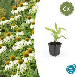 Garden basics 6x Echinacea p. 'White Swan' - ↕10-25cm - Ø9cm (47689)