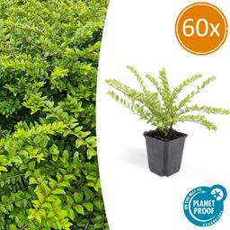 Garden basics 60x Lonicera nit. 'Maigrün' - ↕10-25cm - Ø9cm (46953)