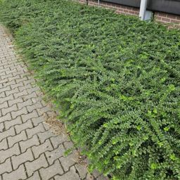 Garden basics 60x Lonicera nit. 'Maigrün' - ↕10-25cm - Ø9cm (46953)