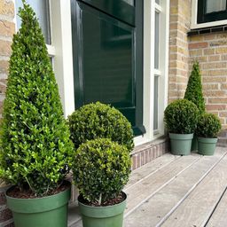 Premium basics 1x Ilex piramide 55 cm hoog | Ø 21 cm (48071)