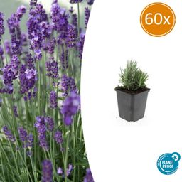 Garden basics 60x Lavandula ang. 'Dwarf Blue' - ↕10-25cm - Ø9cm (47875)