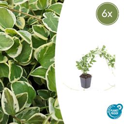 Garden basics 6x Vinca major 'Variegata' - ↕10-25cm - Ø9cm (48015)