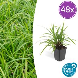 Garden basics 48x Carex morrowii 'Irish Green' - ↕10-25cm - Ø9cm (50385)