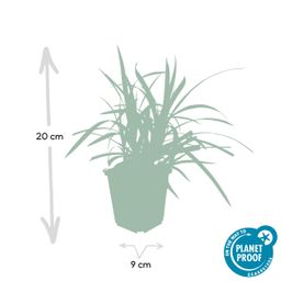 Garden basics 48x Carex morrowii 'Irish Green' - ↕10-25cm - Ø9cm (50385)