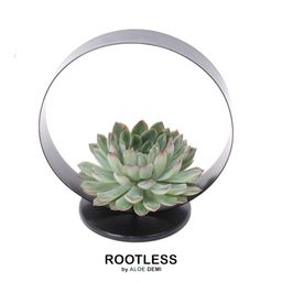 Rootless by aloe demi ROOTLESS Succulent Echeveria Pulidonis op Deco tafelstandaard Ø20 cm (8721001420070)