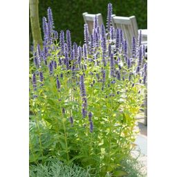 Garden basics 48x Agastache 'Black Adder' - ↕10-25cm - Ø9cm (50357)
