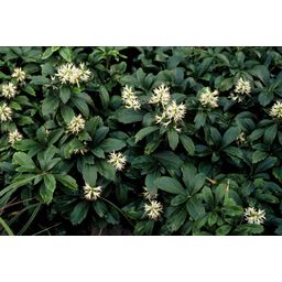 Garden basics 6x Pachysandra term. 'Green Sheen' - ↕10-25cm - Ø9cm (47945)