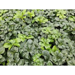 Garden basics 6x Pachysandra term. 'Green Sheen' - ↕10-25cm - Ø9cm (47945)