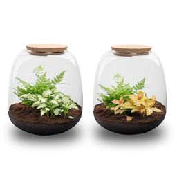 Planten terrarium - Emma Mini - DIY kit - Ø 19 cm - Fittona Ruby Lime (8720872022161)