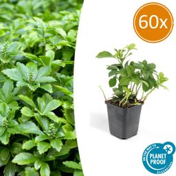 Garden basics 60x Pachysandra term. 'Green Carpet' - ↕10-25cm - Ø9cm (46963)