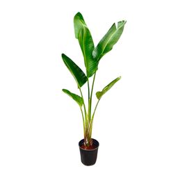Strelitzia Augusta - 210cm - ⌀30 (8721055694045)