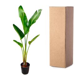 Strelitzia Augusta - 210cm - ⌀30 (8721055694045)