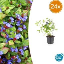 Garden basics 24x Ceratostigma plumbaginoides - ↕10-25cm - Ø9cm (50278)