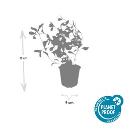 Garden basics 24x Ceratostigma plumbaginoides - ↕10-25cm - Ø9cm (50278)