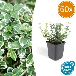 Garden basics 60x Euonymus fort. 'Emerald Gaiety' - ↕10-25cm - Ø9cm (46908)
