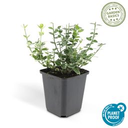 Garden basics 60x Euonymus fort. 'Emerald Gaiety' - ↕10-25cm - Ø9cm (46908)