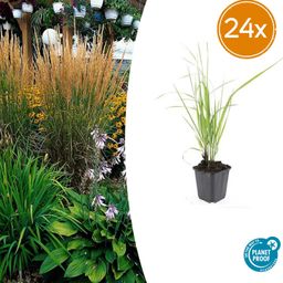 Garden basics 24x Calamagrostis acut. 'Karl Foerster' - ↕10-25cm - Ø9cm (50376)