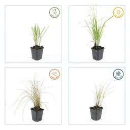 Garden basics 24x Calamagrostis acut. 'Karl Foerster' - ↕10-25cm - Ø9cm (50376)