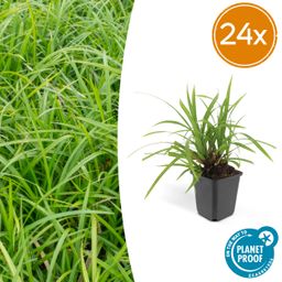 Garden basics 24x Carex morrowii 'Irish Green' - ↕10-25cm - Ø9cm (50384)