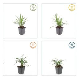 Garden basics 60x Liriope muscari 'Monroe White' - ↕10-25cm - Ø9cm (47910)