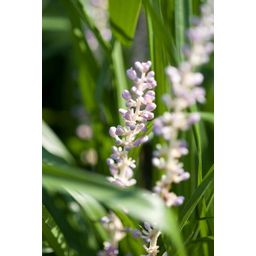 Garden basics 60x Liriope muscari 'Monroe White' - ↕10-25cm - Ø9cm (47910)