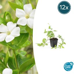 Garden basics 12x Vinca major 'Alba' - ↕10-25cm - Ø9cm (48011)