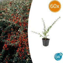 Garden basics 60x Cotoneaster suec. 'Coral Beauty' - ↕10-25cm - Ø9cm (46903)