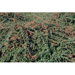 Garden basics 60x Cotoneaster suec. 'Coral Beauty' - ↕10-25cm - Ø9cm (46903)