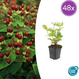 Garden basics 48x Hypericum inodorum 'Beauty' - ↕10-25cm - Ø9cm (50445)
