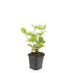 Garden basics 48x Hypericum inodorum 'Beauty' - ↕10-25cm - Ø9cm (50445)