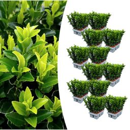 Premium basics 12 x 6 pack Euonymus 'Green Spire' - Ø 7 cm - ↨ 15 cm (48284)