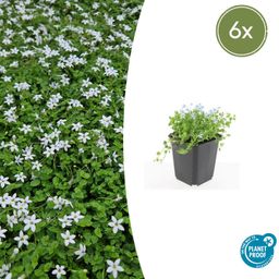 Garden basics 6x Isotoma fluviatilis 'Alba'- ↕10-25cm - Ø9cm (47866)
